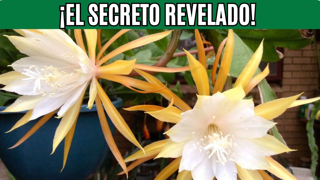¡Cómo Hacer Florecer el Cactus Zigzag! 🌺 ¡Método Infalible Paso a Paso!