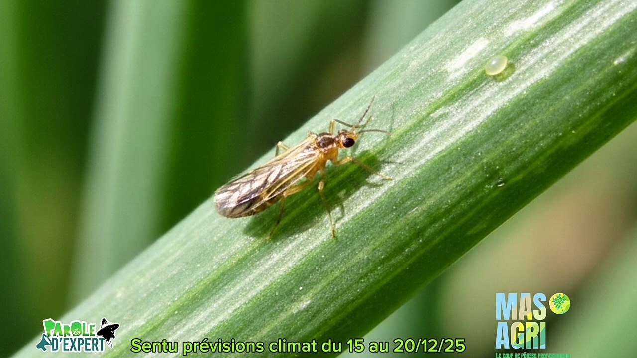 Sentu prévisions climat du 15 au 20/12/25 #agrometeo #sunumbay #agriculture