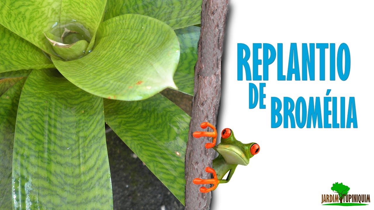 Conheça a linda bromélia Vriesea pastuchoffiana (em perigo de extinção!)