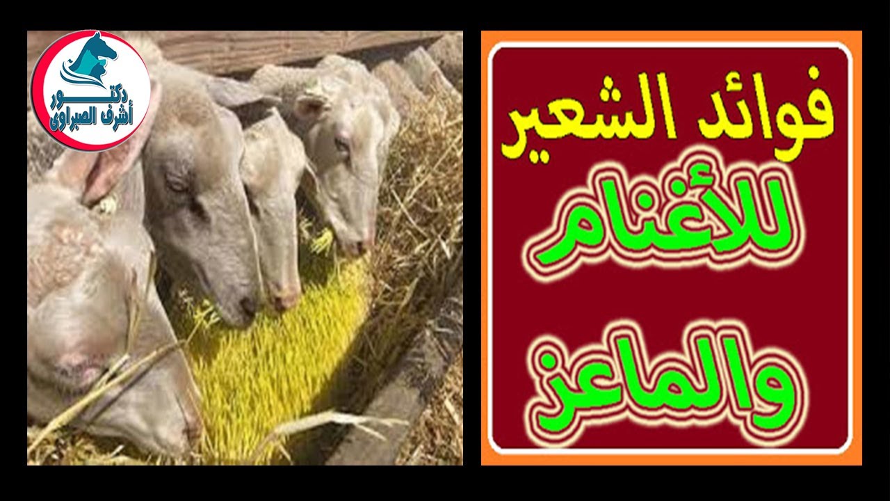 تعرف على فوائد الشعير في تربية وتسمين الاغنام والماعز