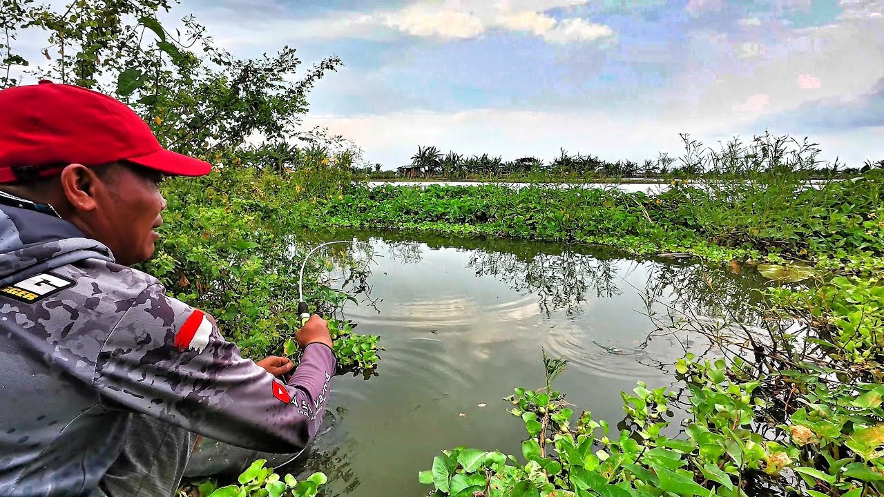 Ikan Tawes Ikan nila Ngumpul disungai ini