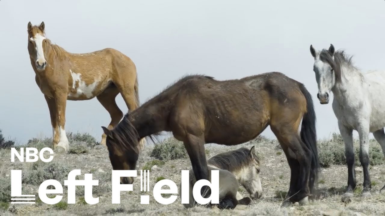 America's Wild Horse Population Is Skyrocketing, and Nobody Can Agree How to Fix It | NBC Left Field