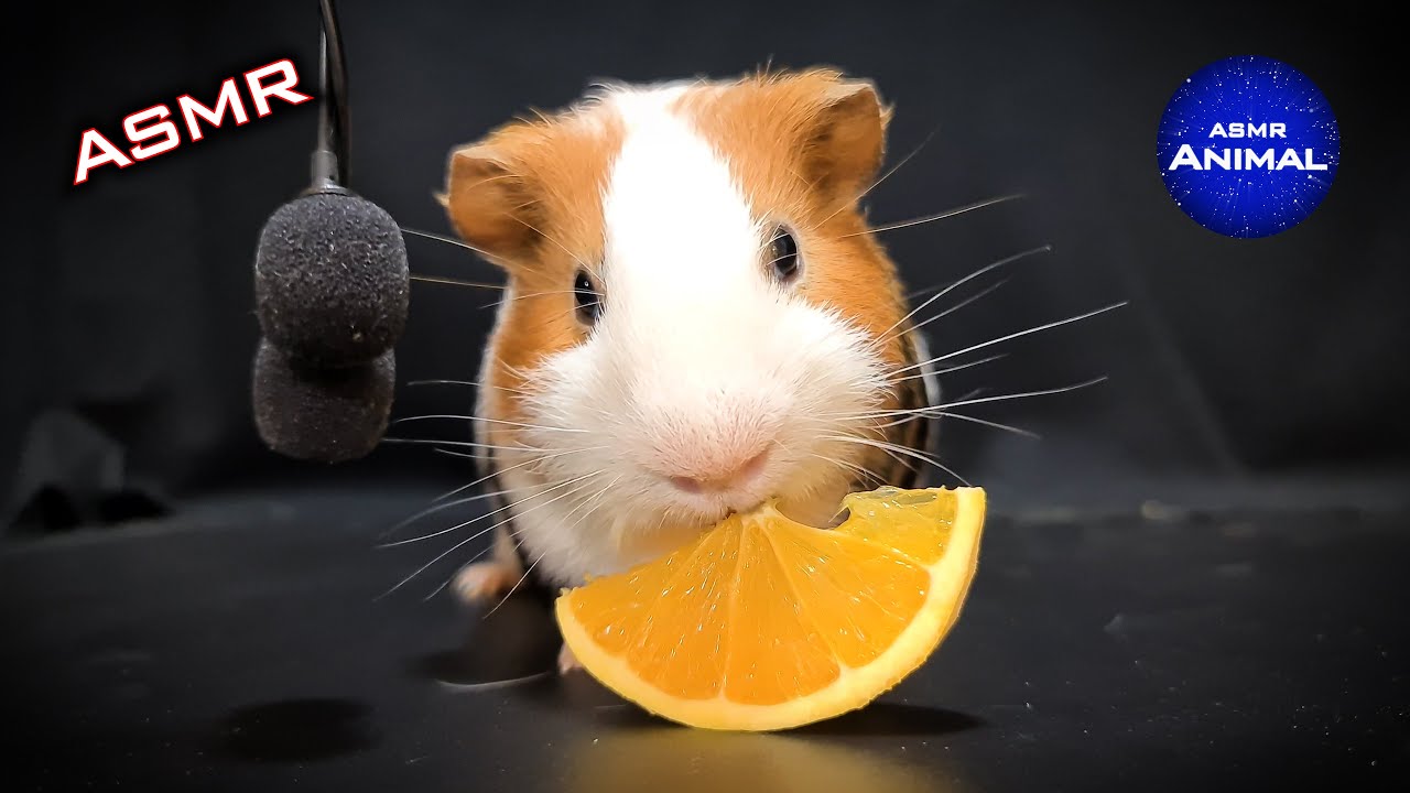 ASMR EATING ORANGE MUKBANG 🍊 Guinea Pig 23