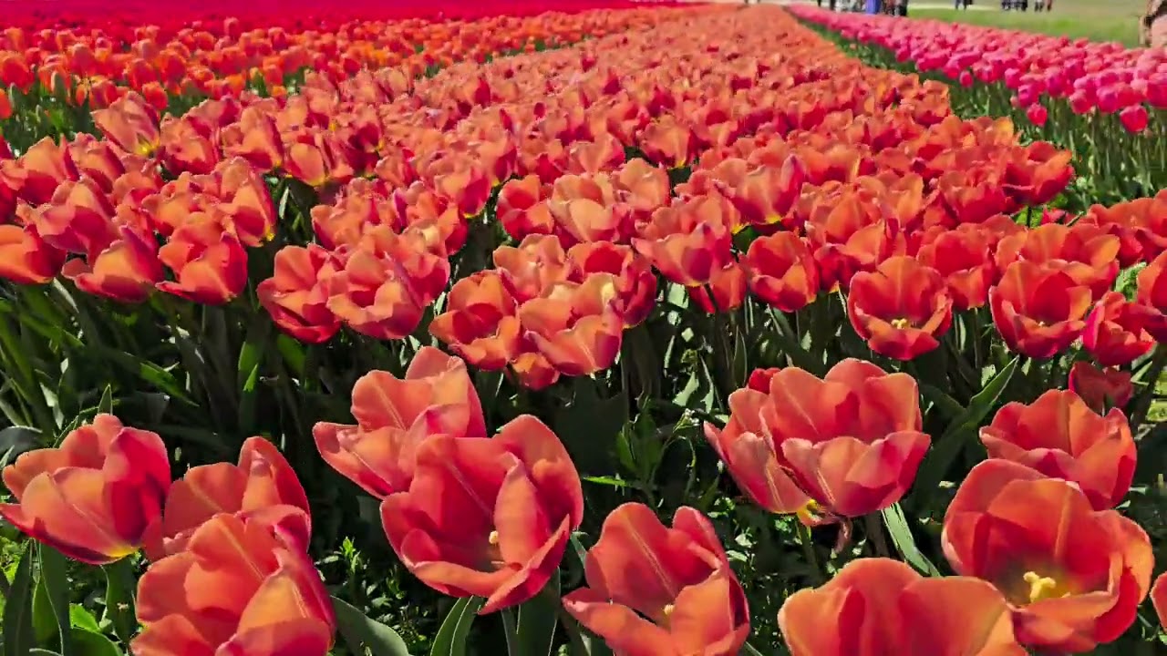 April 2025 Tulip Festival at Roozengaarde Tulip Garden