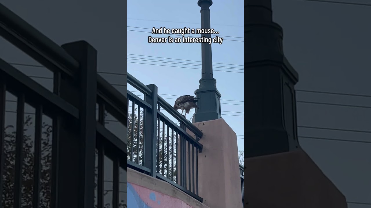 Hawk Hunting?