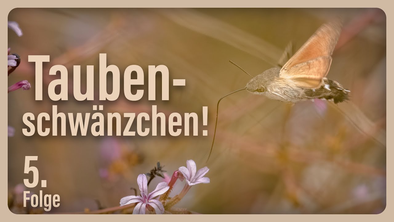 Taubenschwänzchen - Ein ganz normaler Feldweg in Griechenland 🦋 | Folge 5 🇬🇷