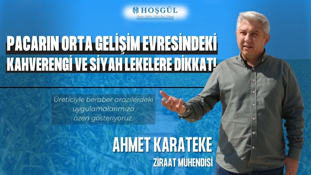 Pancarın orta gelişim evresindeki kahverengi ve siyah lekelere dikkat!