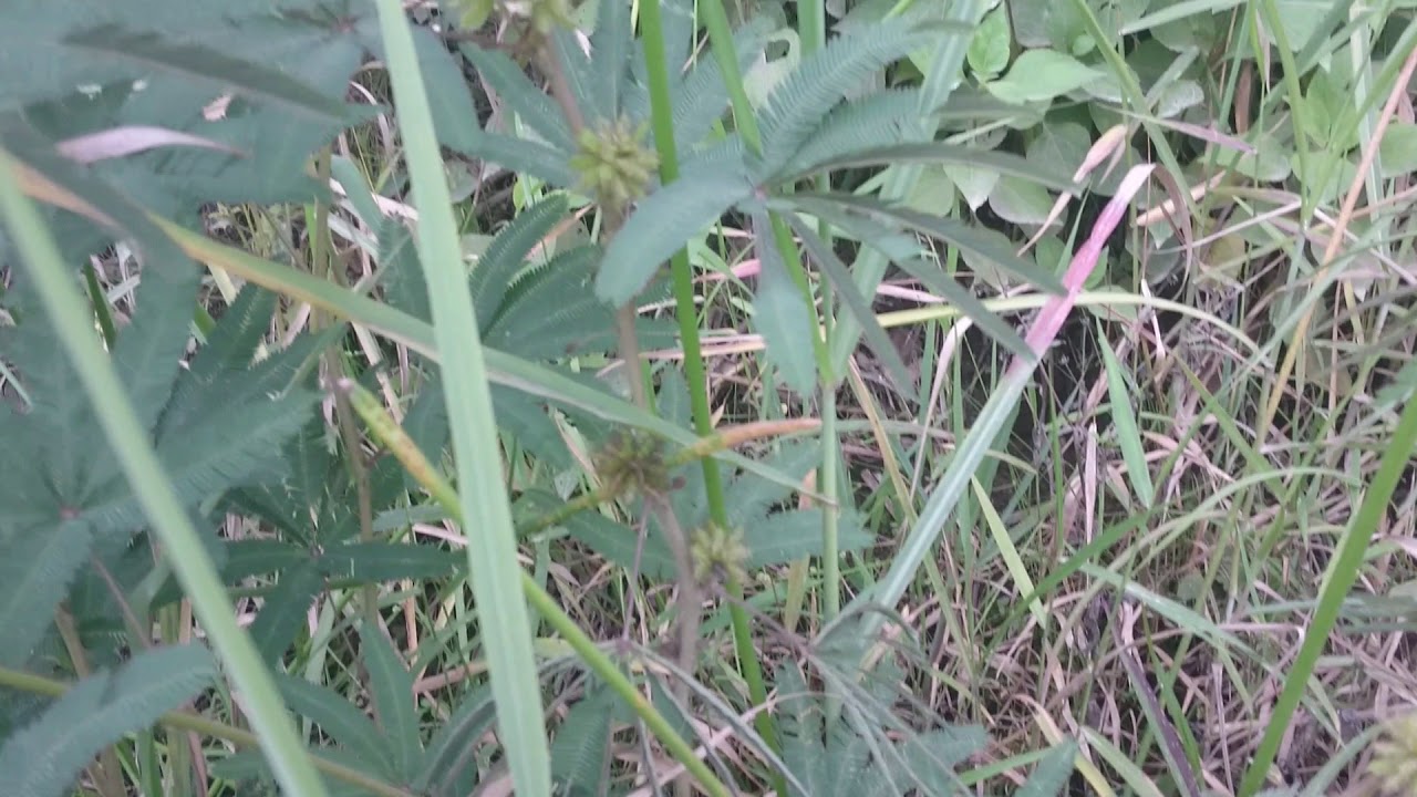 plantas dormilonas