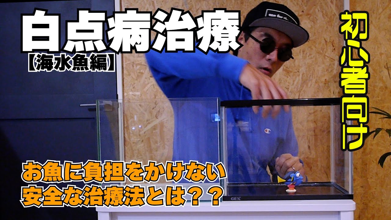 初心者向け魚病治療：白点病【海水】の治療方法について