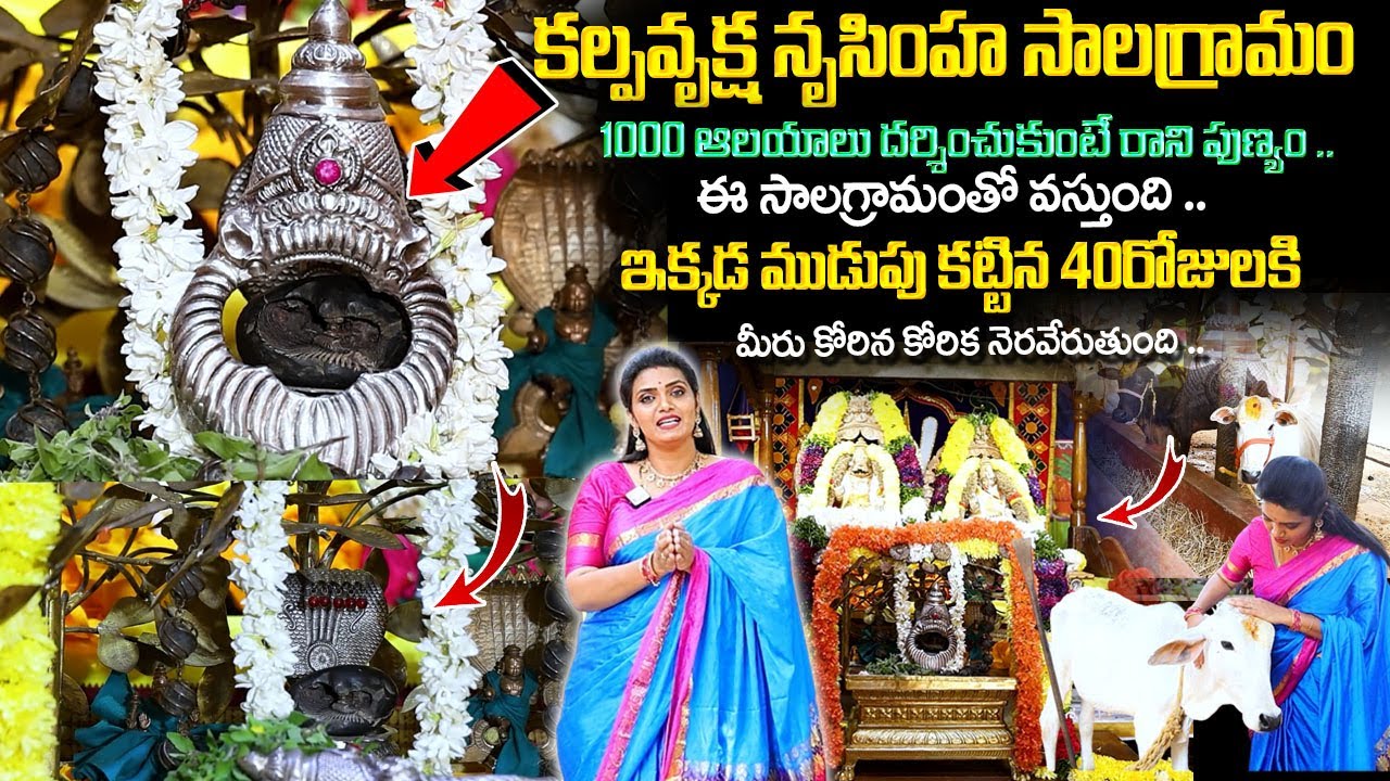 కోరిన కోర్కెలు తీర్చే కల్పవృక్ష నృసింహ సాలగ్రామం.. | Powerfull Kalpavruksha Narasimha Salagrama |