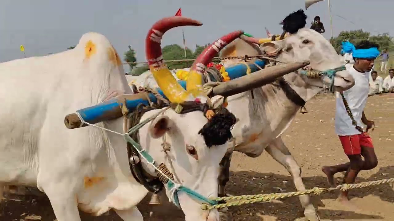 మాచపురం గ్రామం||గిరక బండి పందెం|| 6వ జత వీరస్వామి గారు కోసిన గ్రామం 25-12-2025💥💥