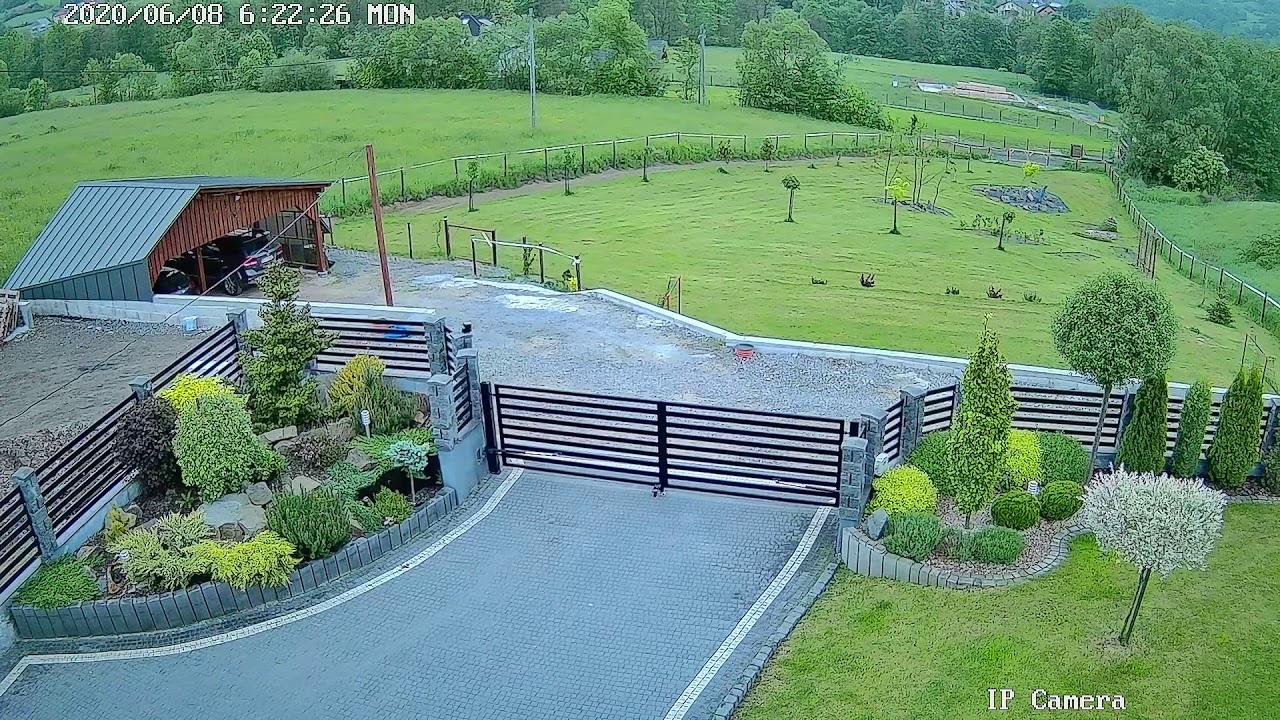 Łosie w Mszanie Dolnej