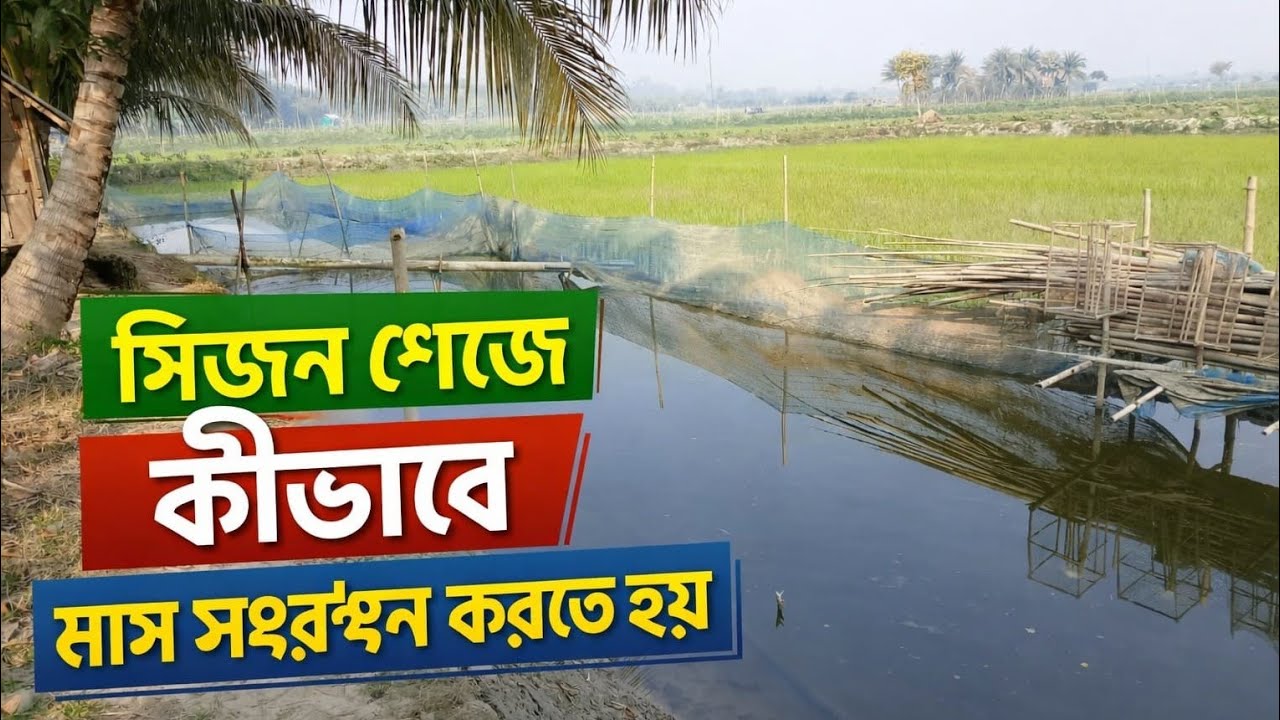 ✅ সিজন শেষে ধানি পোনা/চারা মাছ সংরক্ষণের সেরা পদ্ধতি