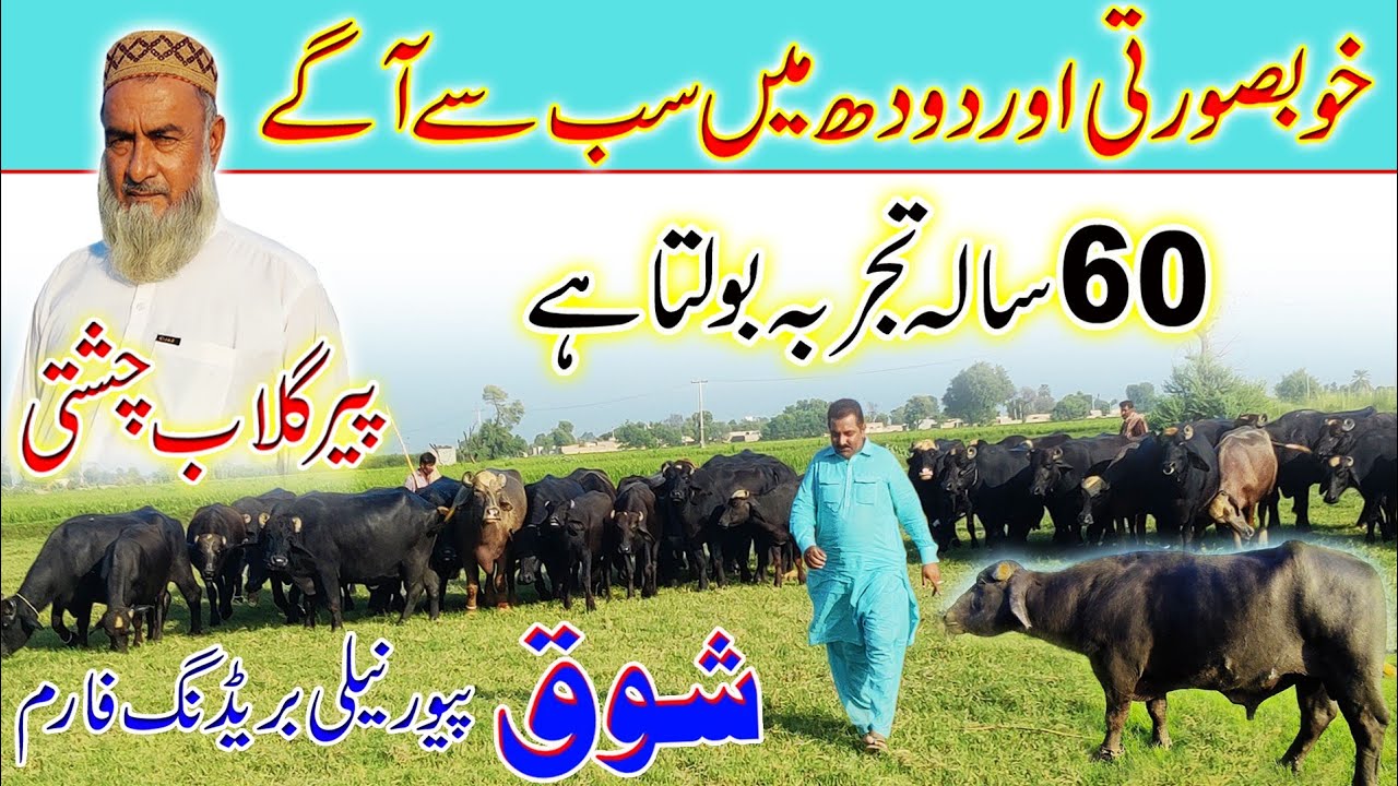 pure nili Buffalo's breeding farm of peer ghulab chisti | pure nili Buffalo's breeding farm.