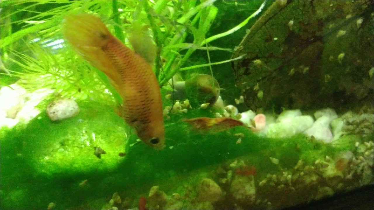 My lone female Betta laying eggs / no male and then eating them