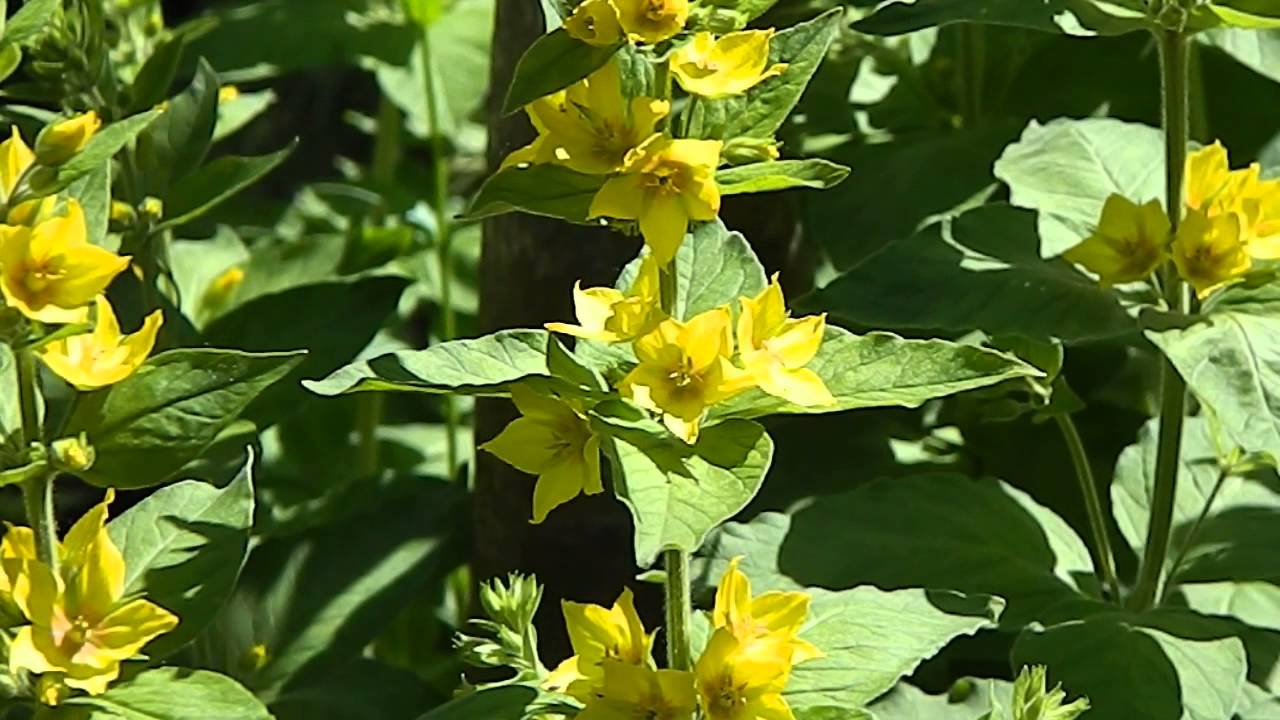Lysimachia punctata