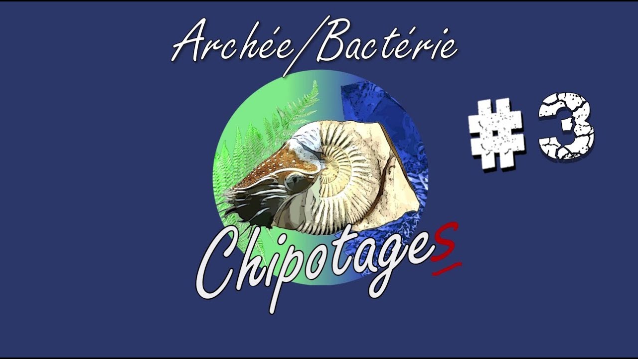 Chipotages #03 - Archée/Bactérie