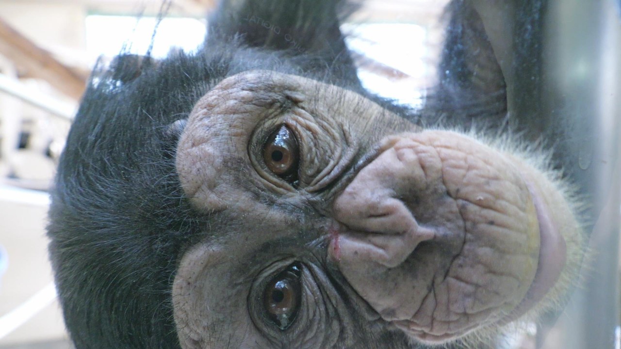 ズームイン　チヨちゃん　かみね動物園　チンパンジー　202602