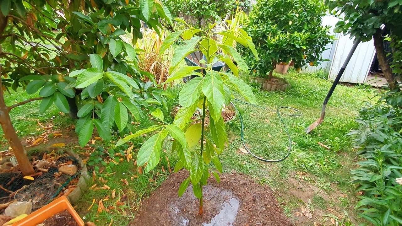 Planting Seedling Avocado 🥑 Village Cowboy Style 🤠