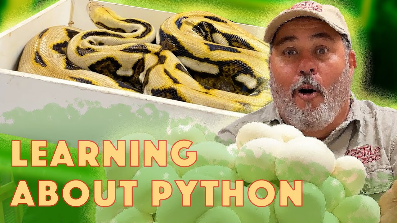 A Unique Jumpy Python Just Laid Eggs🤩
