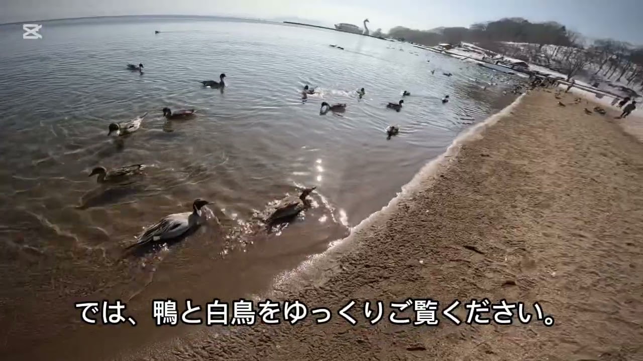 猪苗代湖（長浜） 鴨と白鳥に癒される
