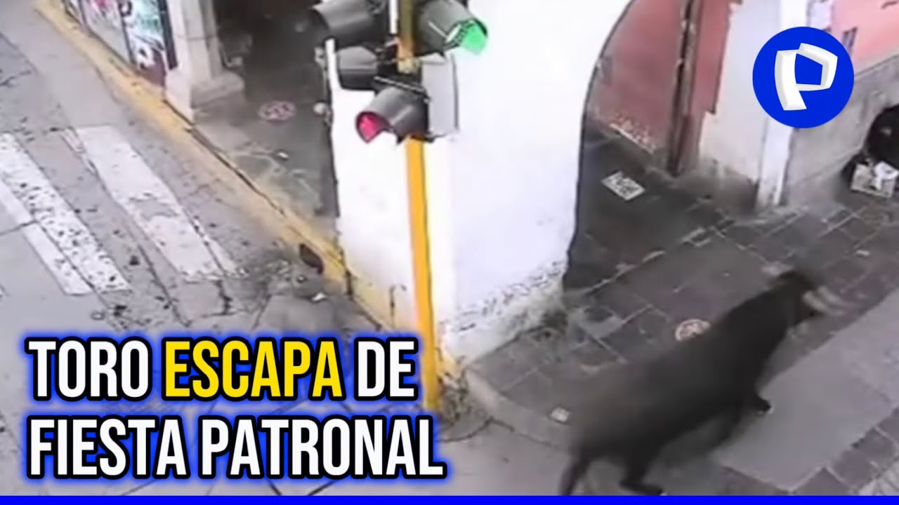 Ayacucho: toro se escapa de fiesta patronal y deja tres heridos tras su paso por la ciudad