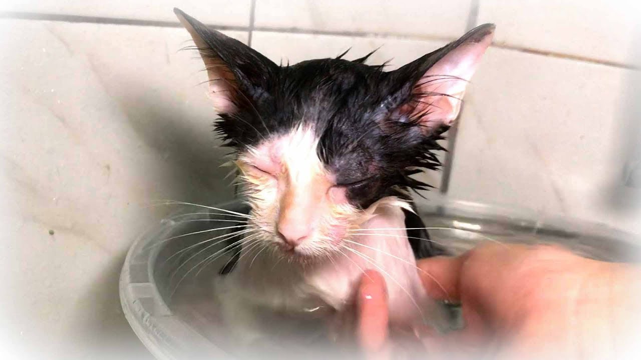 お風呂が気持ち良くて出ようと促すも何度も桶に戻ってしまう子猫　Kitten having a comfortable bath
