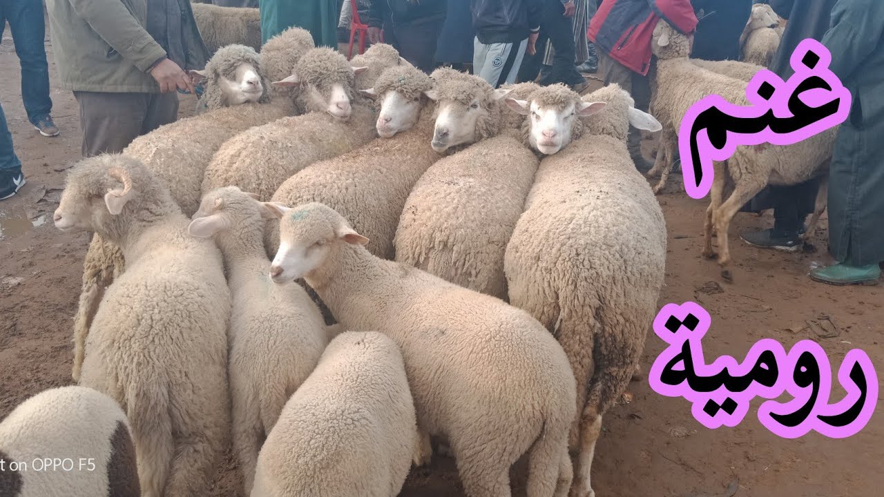 اليوم من سوق الاحد الكاموني❤24/01/2021 (سيدي علال البحراوي)  ❤اثمنة الخروف و النعجة الوالدة الرومية❤