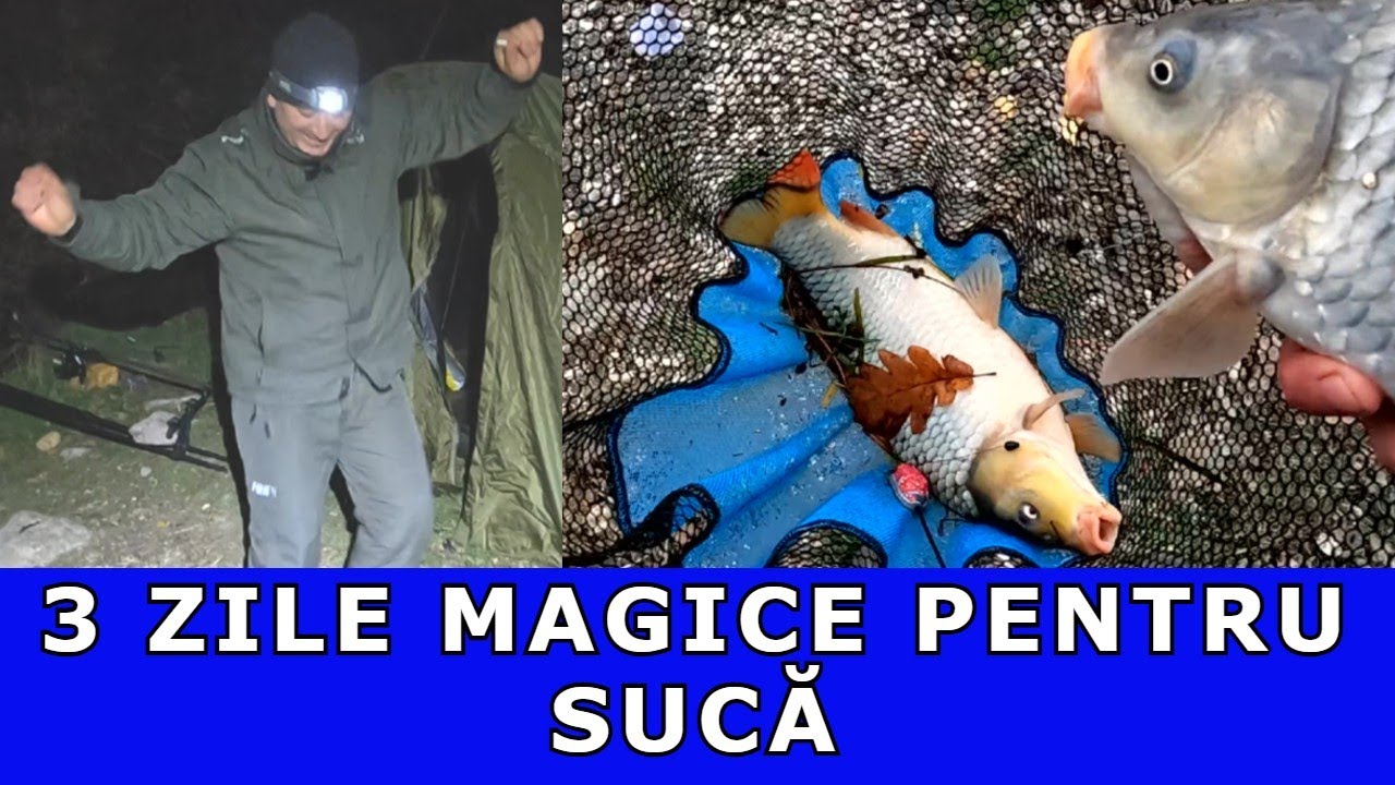 PESCUIT LA DUNĂRE Crap după CRAP CARAS,PLĂTICĂ ȘI MORUNAȘI  NOIEMBRIE-2025