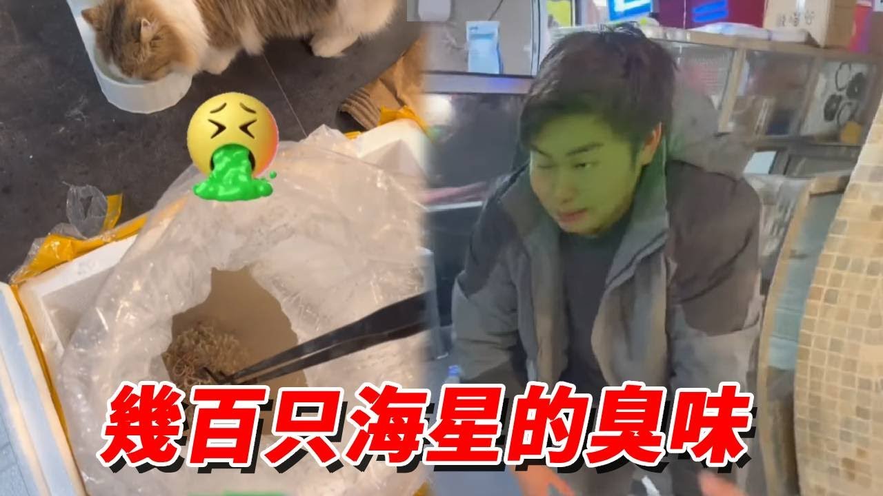 一時興起買了海綿和幾百只蛇海星，現在家裏堪比災難現場，房子廢了！【王小怪】