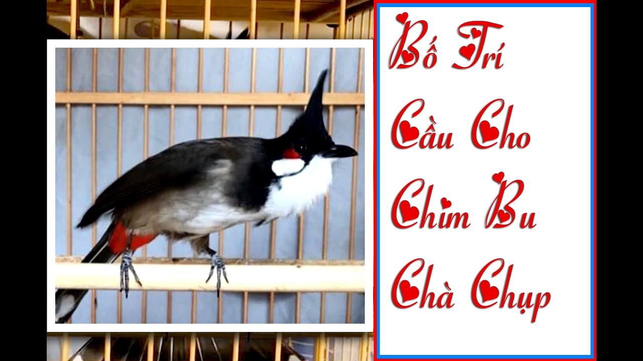 Bố trí Cầu cho chim bu chụp khi chơi giàn Zalo 0377 268 186 #phú_tường_wedding