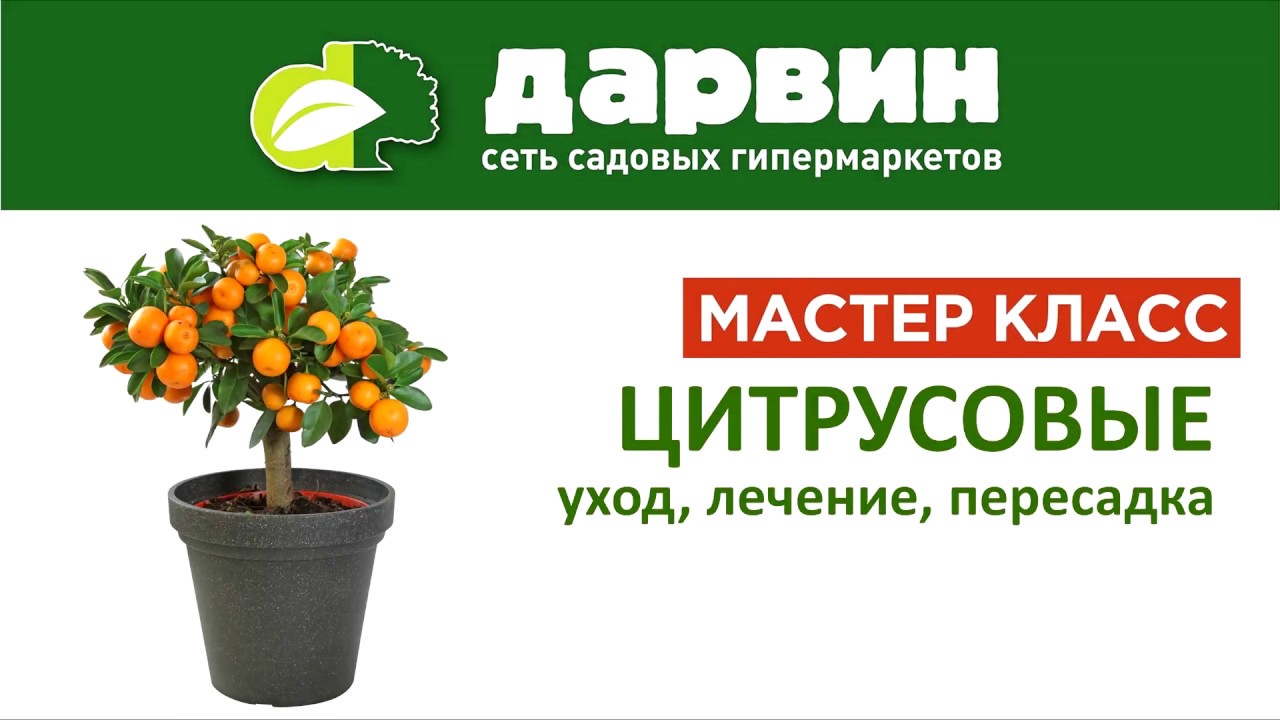 Домашние цитрусовые растения