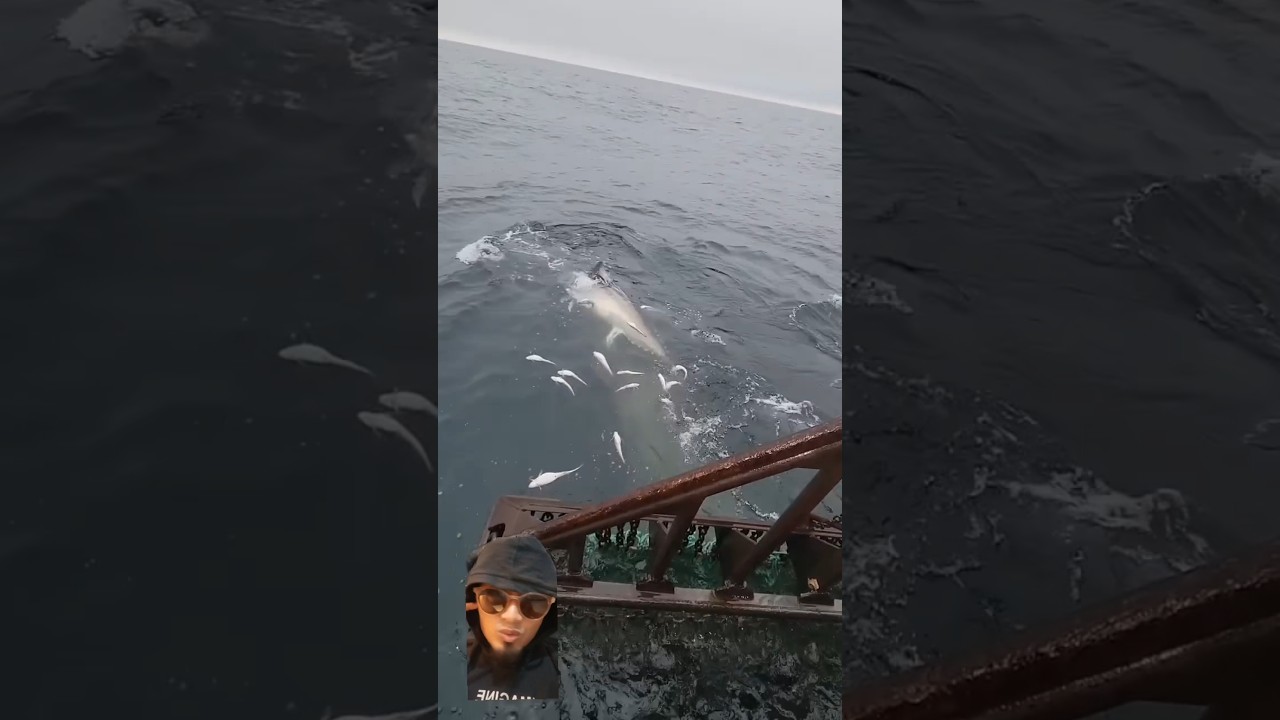 HOW TO CATCH TUNA #fishing #fishingtuna #sorts #shorts #fyp #tuna