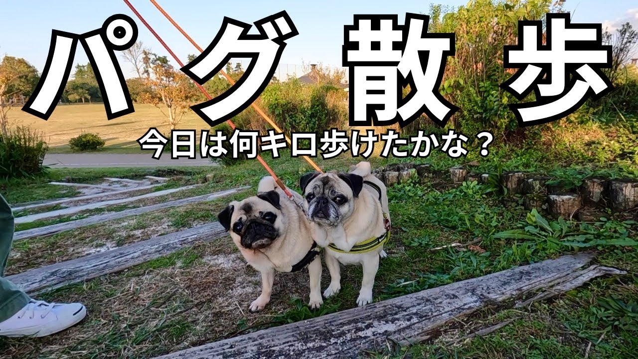パグ🐶散歩『むぎちゃんはるちゃん今日は何キロ歩けたかな？』