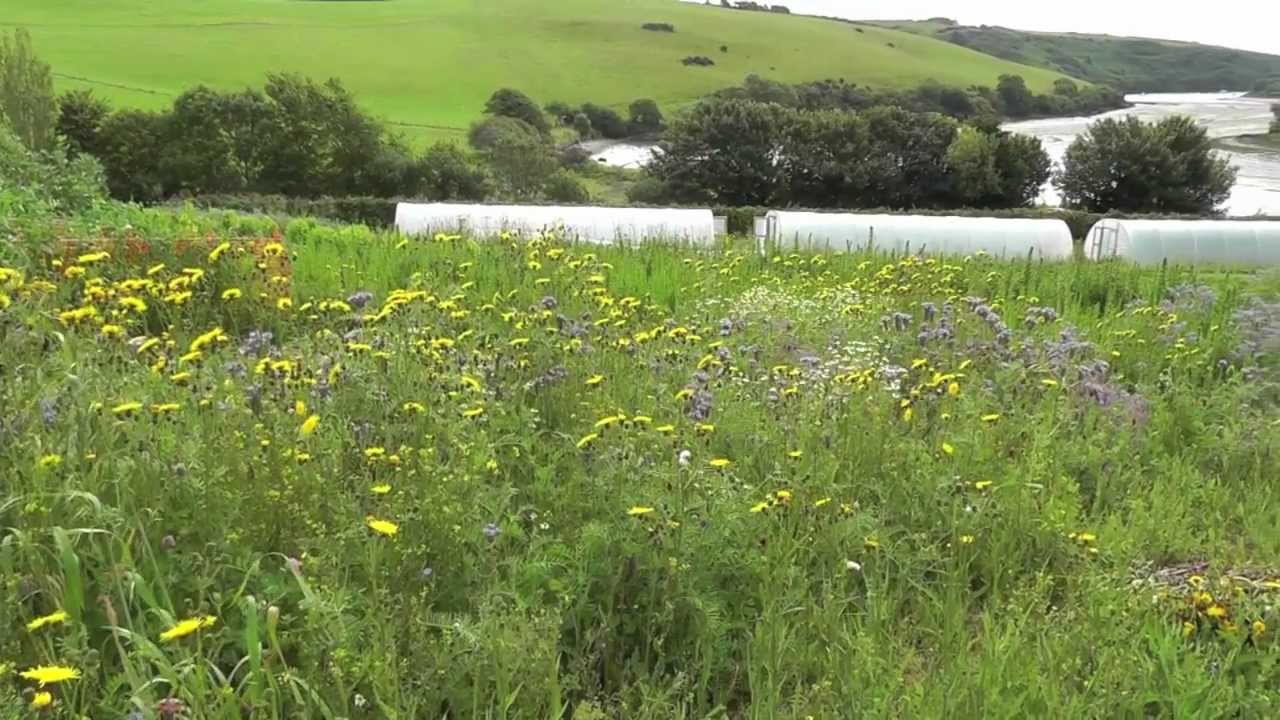 Kinsale Green Growers - Seasonal Veg Bags