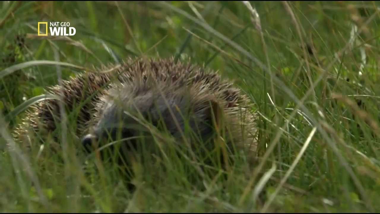 Les hérissons aux Hébrides