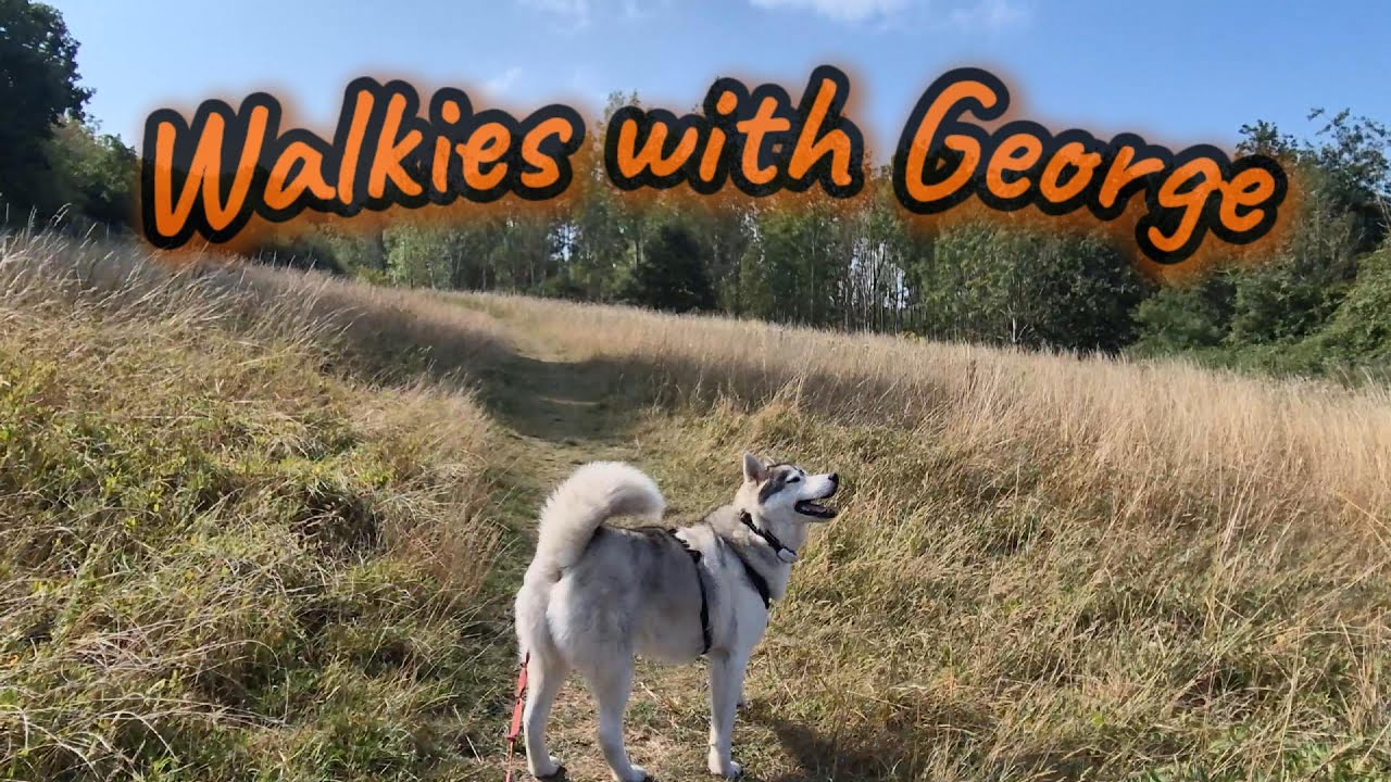 Walkies with George - Overscourt Woods