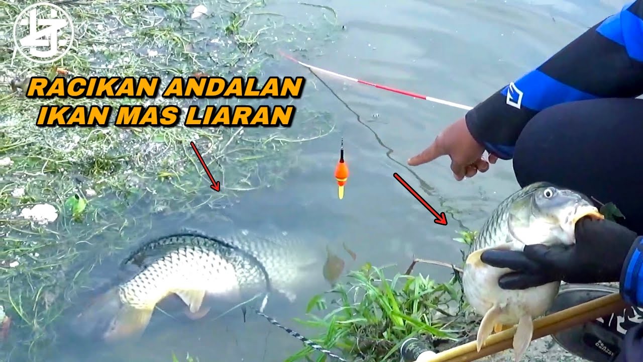 Siapa sangka..! Mancing di Sungai liaran seperti ini dapat ikan mas se bantal