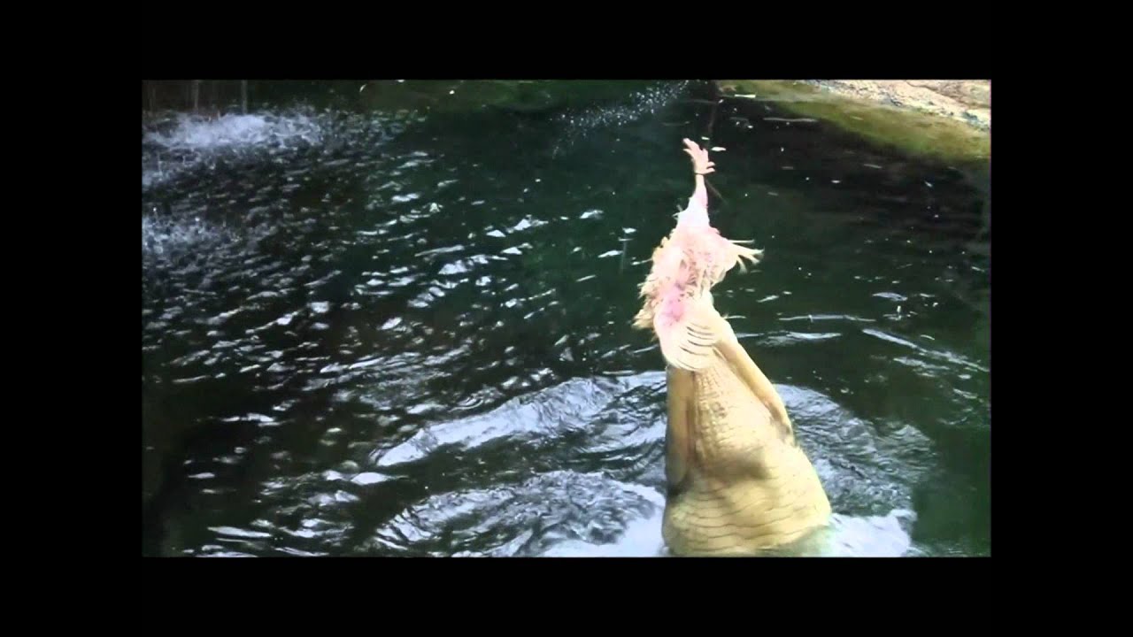 Rex the 5 Metre Monster Crocodile