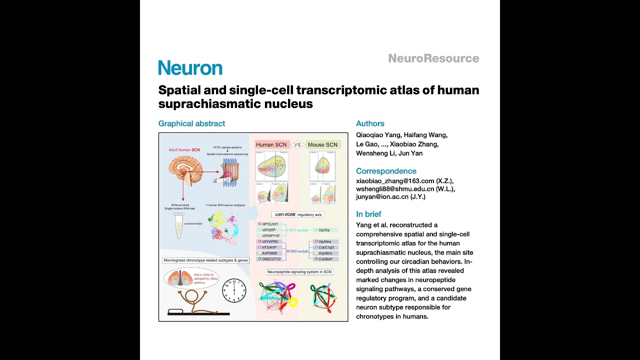 655-Spatial Atlas of the Human Suprachiasmatic Nucleus