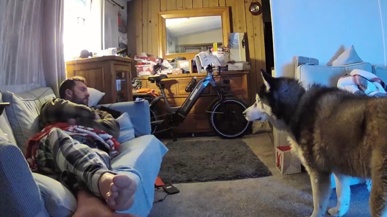 Husky Watched Me While I Was Poorly