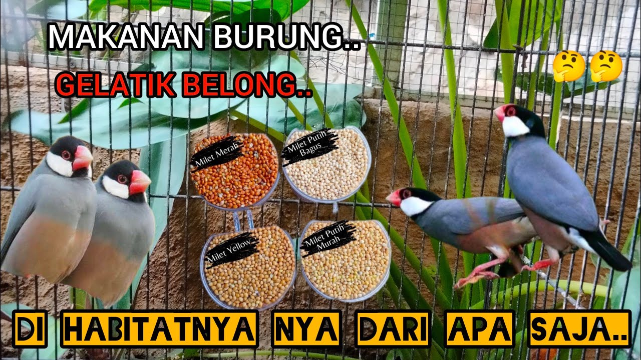 MAKANAN BURUNG GELATIK BELONG DI HABITATNYA..!!🐦🐦🤔🤔2024
