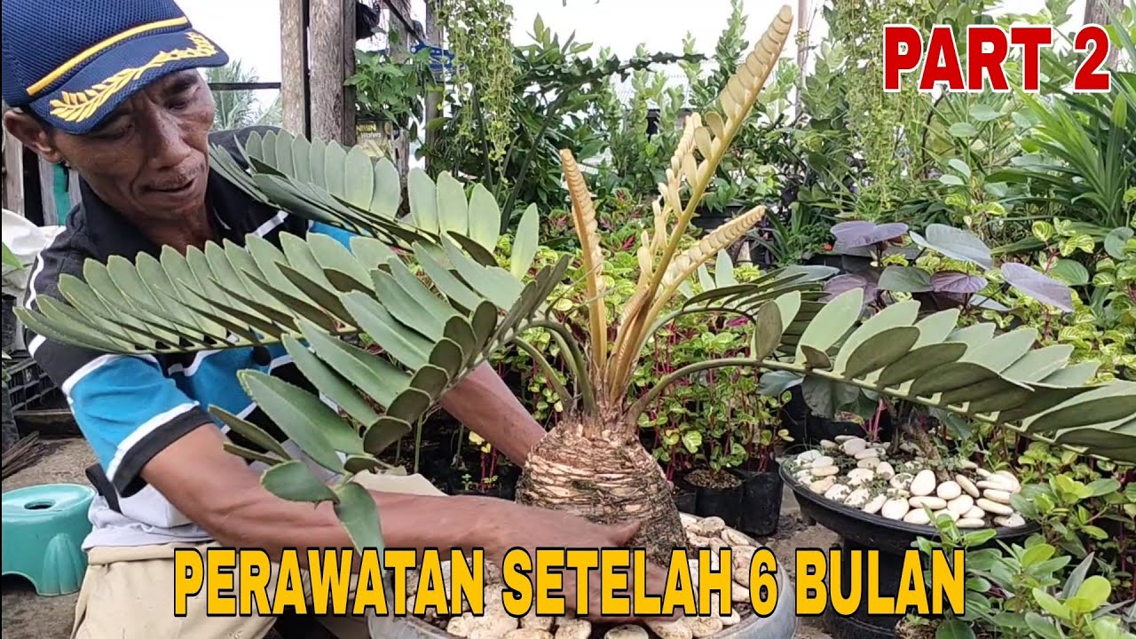 Cara merawat tanaman hias Sikas Jamia !! PART 2