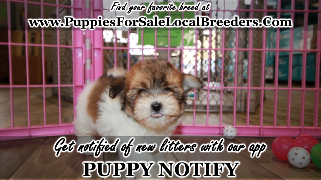 Yorkie, Morkie, Bichon Frise, Maltese, Shihpoo, Mini Schnauzer, Puppies For Sale, Atlanta, Georgia