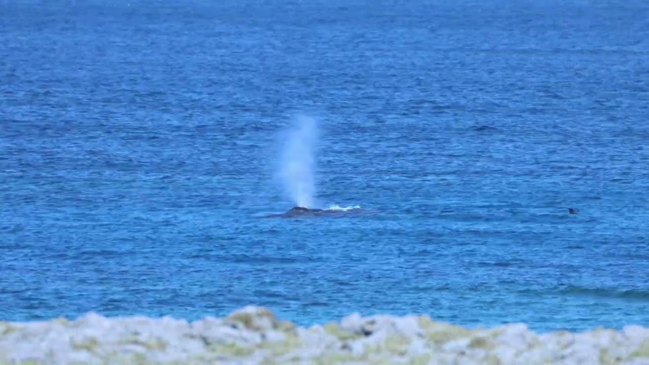 風の海に舞うイルカ10頭の群れと悠然と泳ぐ親クジラ