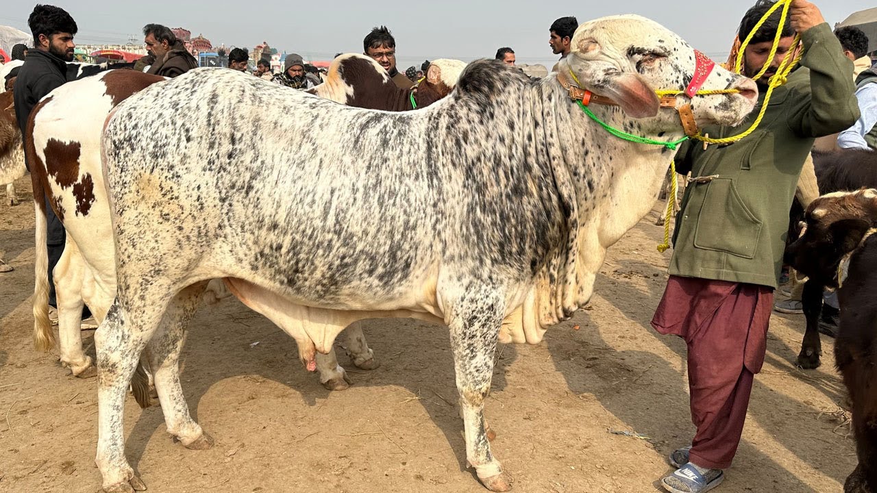 Multan Mandi Main Mall Kaam Or Rate Munasib @SSTvs