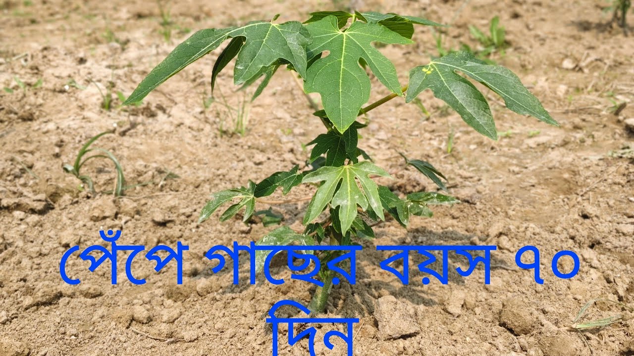পেঁপে গাছের বয়স ৭০ দিন 