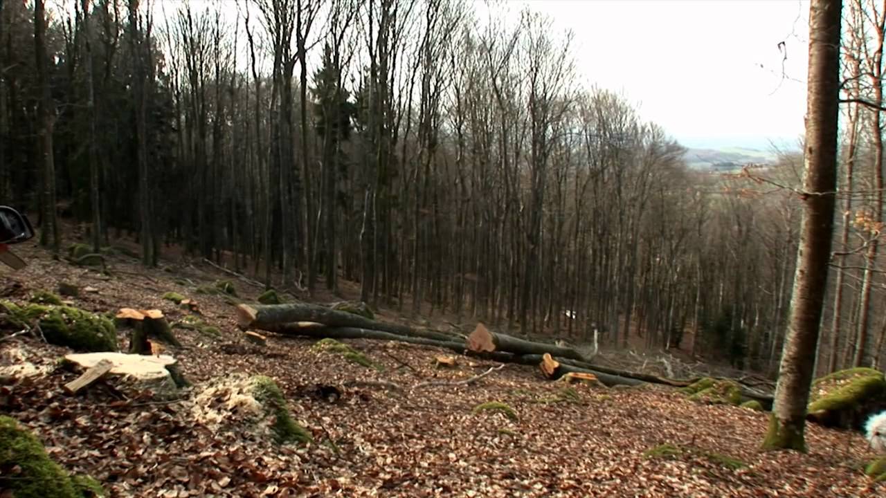 Bois Luné