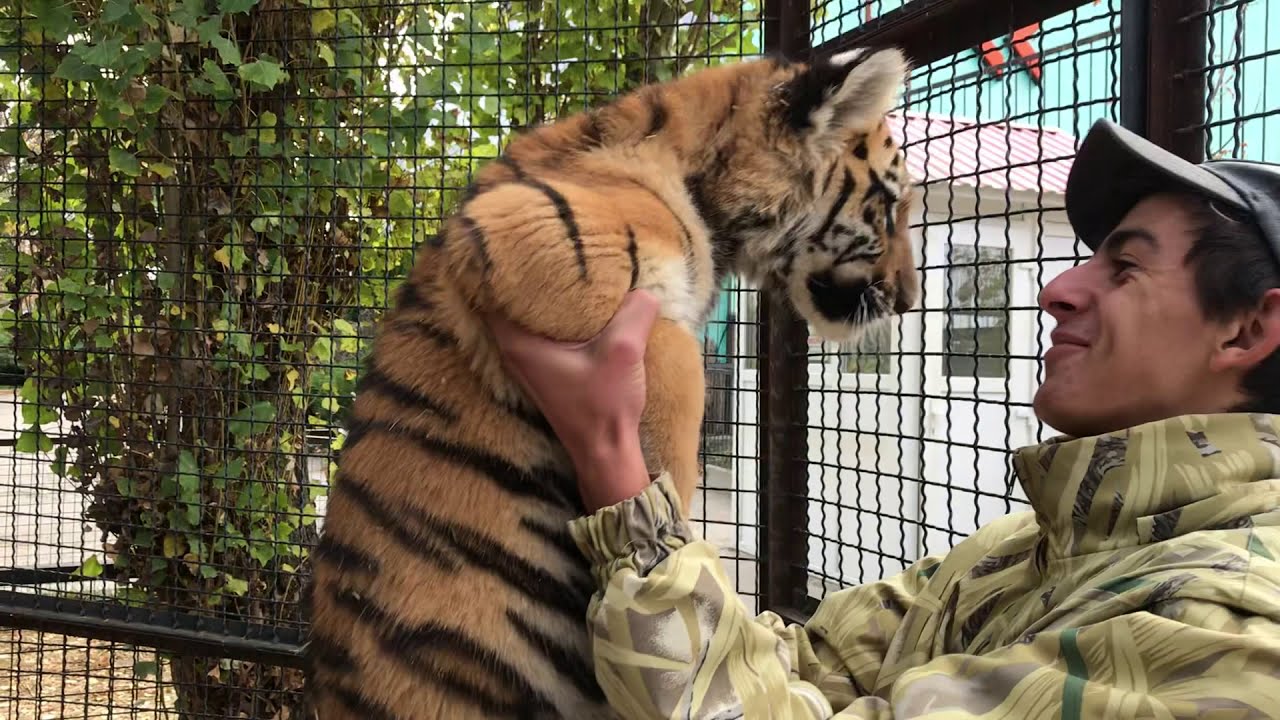 Тигрята любят своего смотрителя! Cubs love their caretaker!
