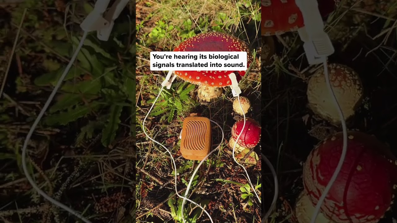 We came across this Amanita muscaria at Salishan Coastal Lodge in Oregon and just had to listen to